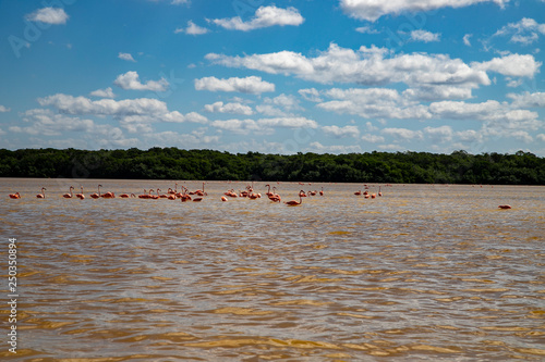  Various birds of Mexico in Celestun Park. Herons, pink flamingos and other inhabitants