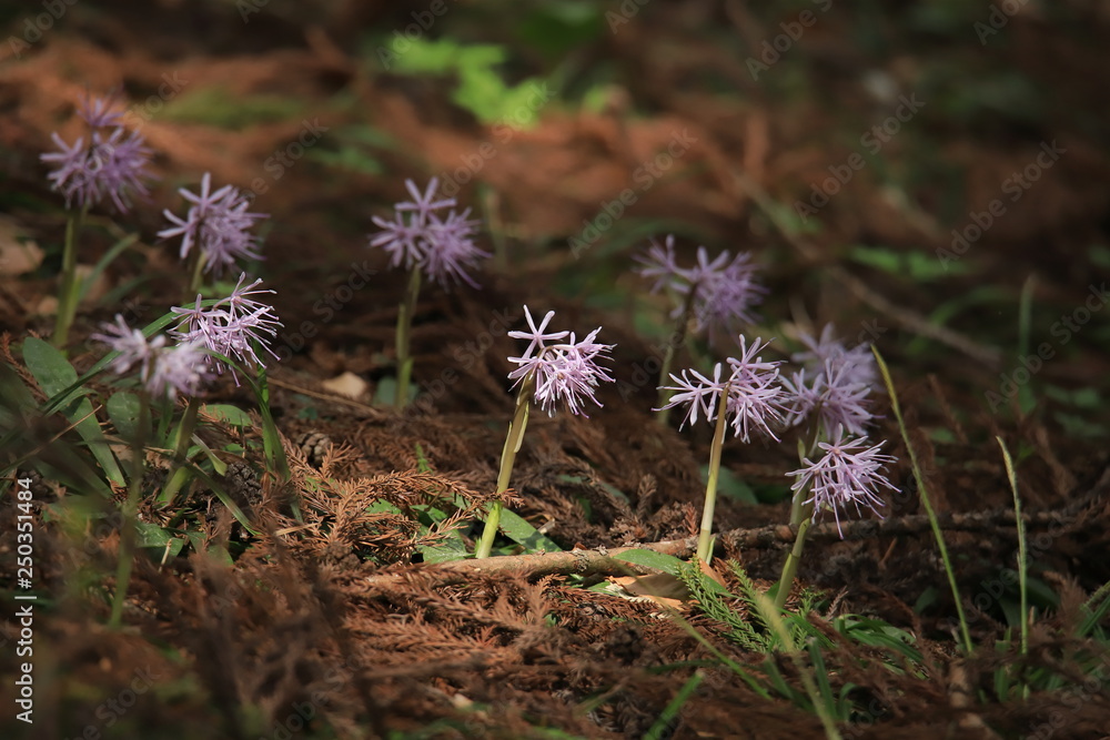 ショウジョウバカマ(山野草) Japanese wildflower ショウジョウバカマ(山野草) Japanese wildflower