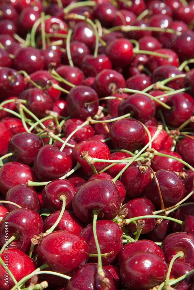 Many red ripe cherries in a bin ready to be packaged for sale Many red ripe cherries in a bin ready to be packaged for sale