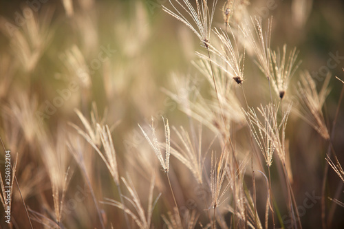 fields of dry reeds grass background