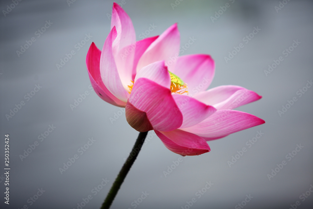 Fototapeta premium beautiful blooming lotus flower