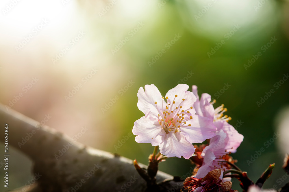 pink beautiful sakura flower with nice background color