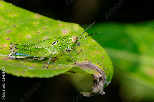 Image of green grasshopper (acrididae) on the green leaf. Insect Animal