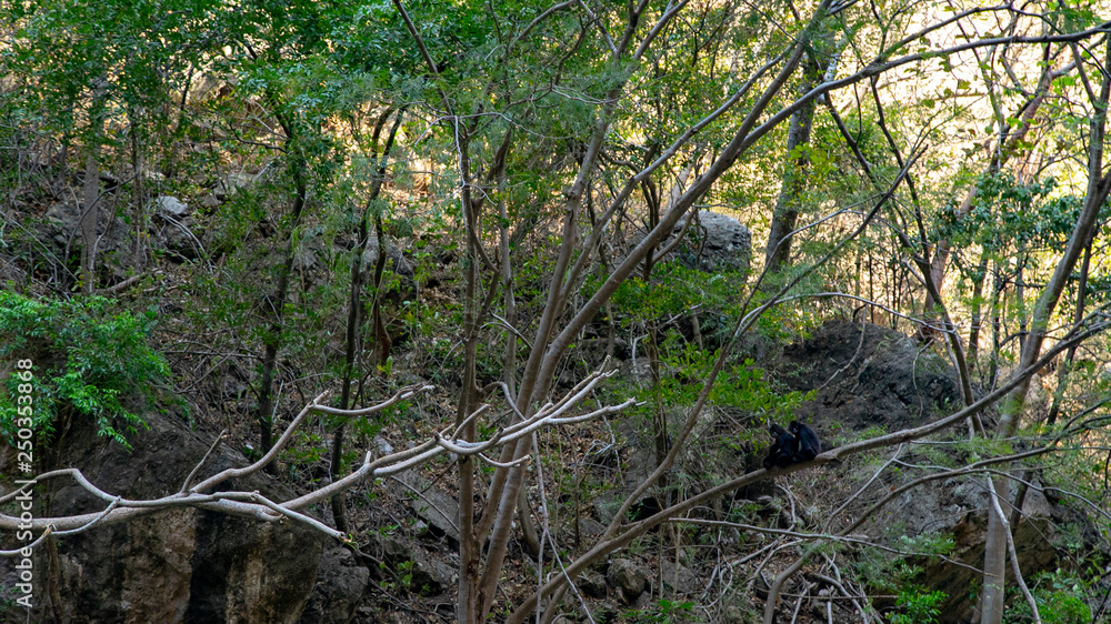 Magic mountains, sheer cliffs, monkeys, crocodiles - Canyon del Sumidero Magic mountains, sheer cliffs, monkeys, crocodiles - Canyon del Sumidero
