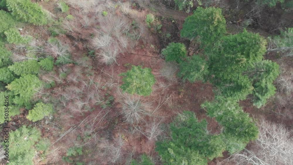 custom made wallpaper toronto digitalautumn forest from above 4k aerial mavic drone