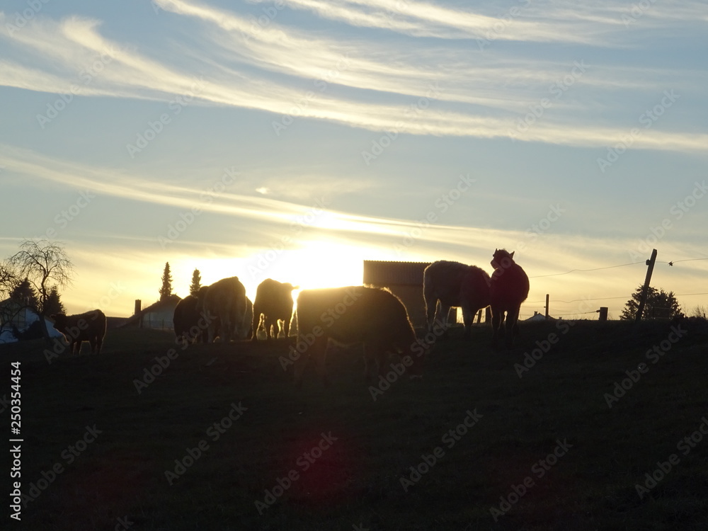 Kühe im Sonnenuntergang