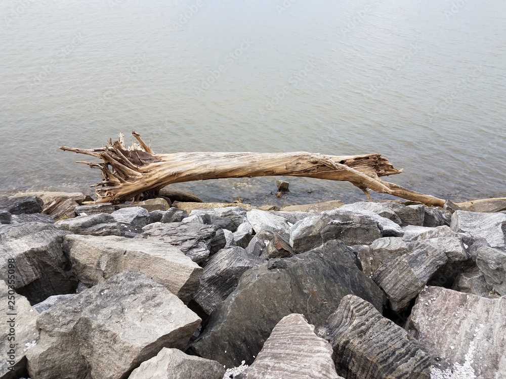 large wood branch or tree on rocks with river
