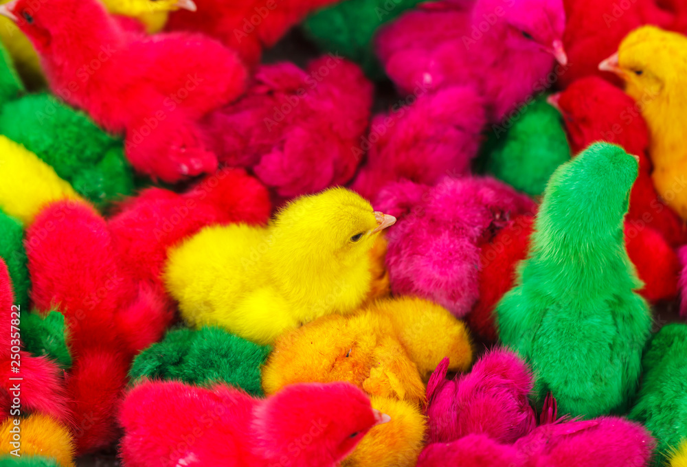 Dyed colored chicks.