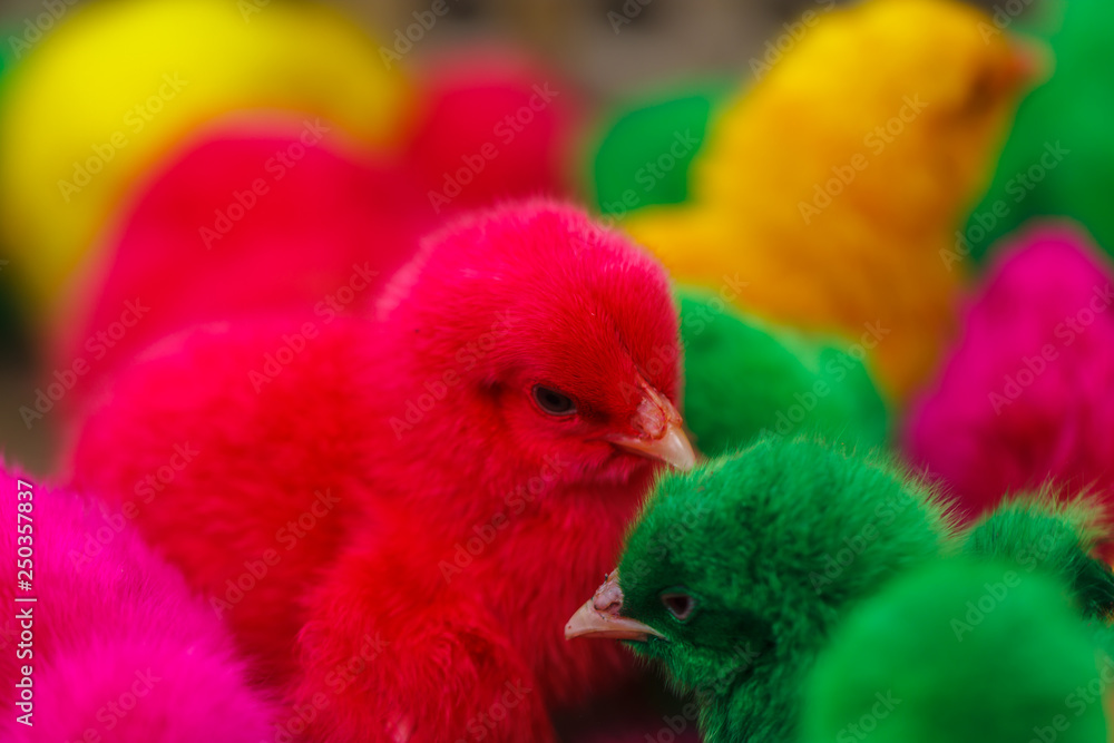 Chickens dyed pink color