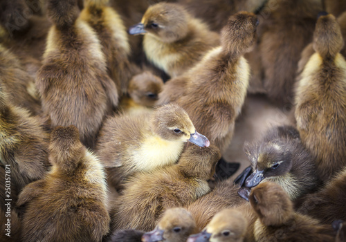 Brown duckling © taaee