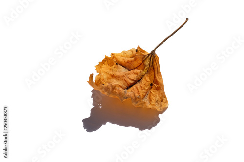 brown leaf and shadow on the white background
