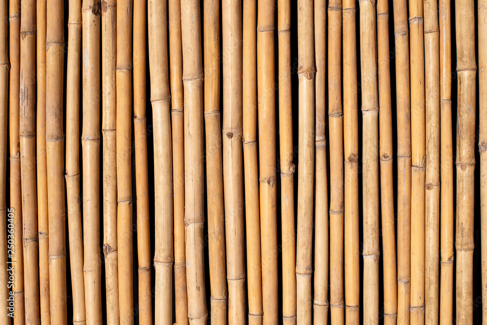 Fototapeta premium Bamboo texture wall background