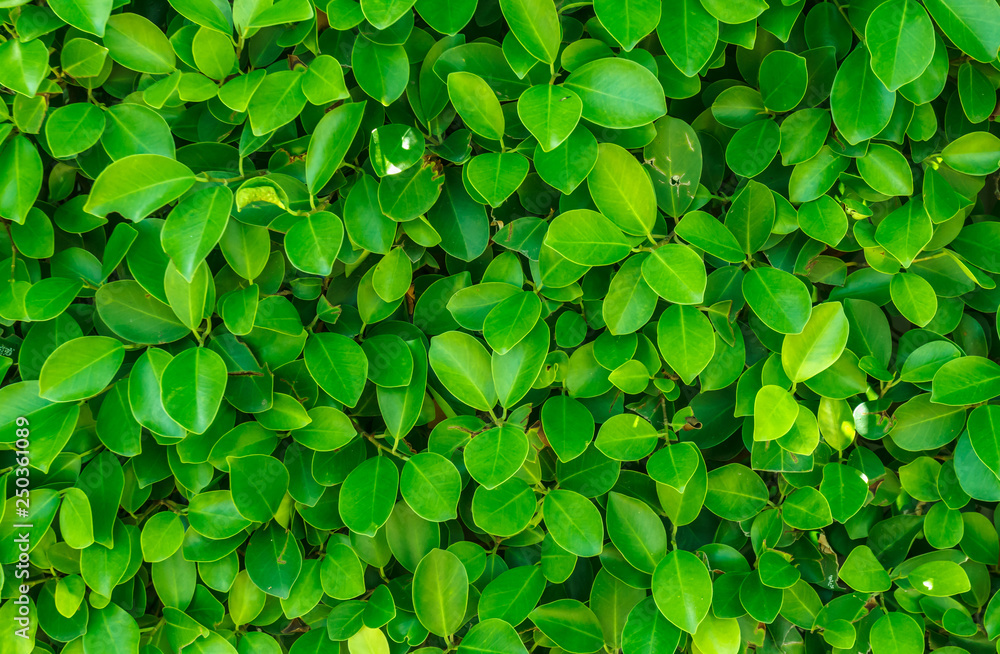 Green leaf background Green leaf background