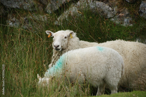 England im Sommer / Dartmoor 