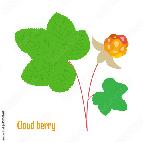 Cloud berry. Isolated wild berries on white background.