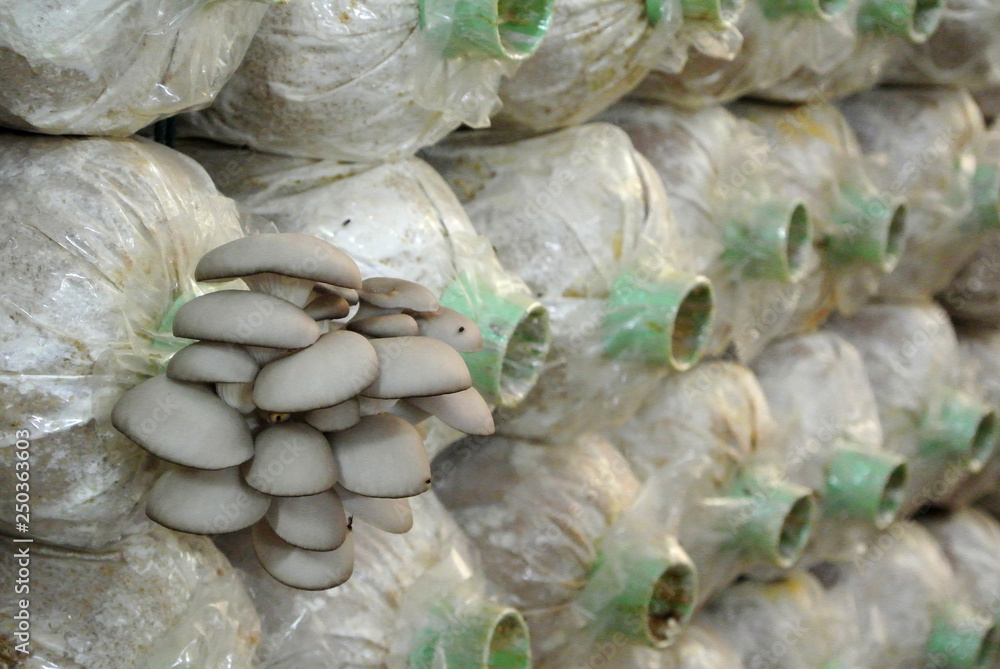 Obraz premium Mushroom cultivation, growing in mushroom farm