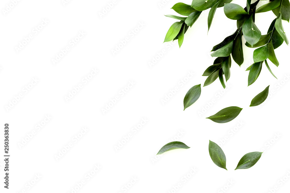 Spring green plants, sprigs, leaves border on white background top view space for text border - obrazy, fototapety, plakaty 