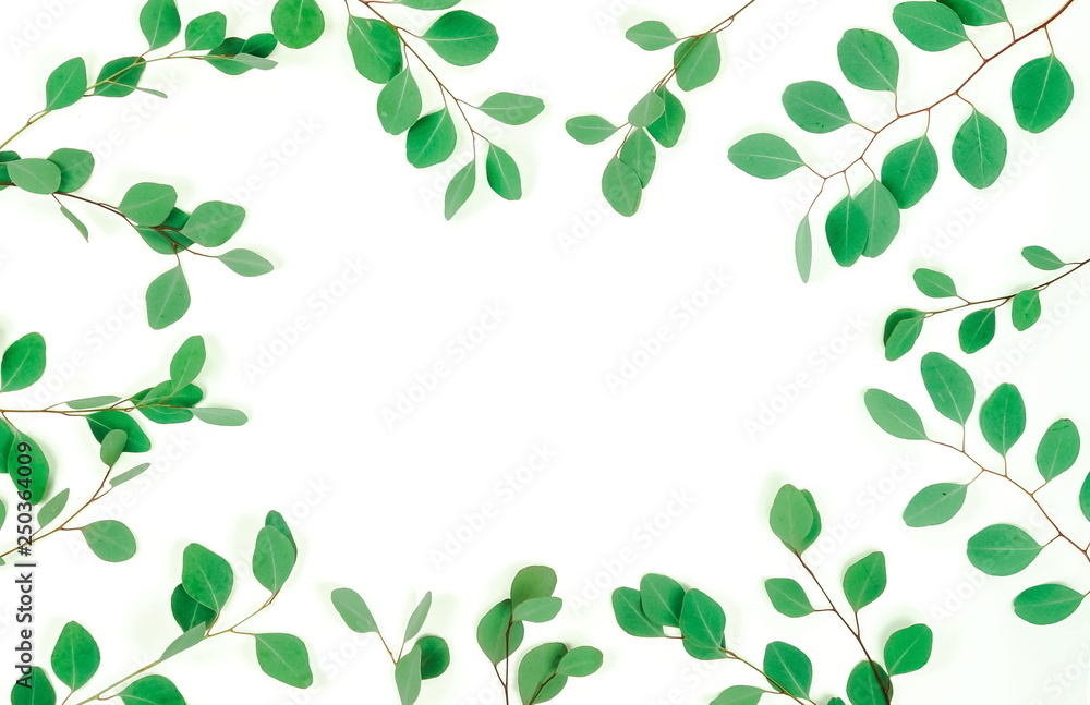 green eucalyptus branches herbs, leaves, plants frame border on white background top view. copy space. flat lay green eucalyptus branches herbs, leaves, plants frame border on white background top view. copy space. flat lay