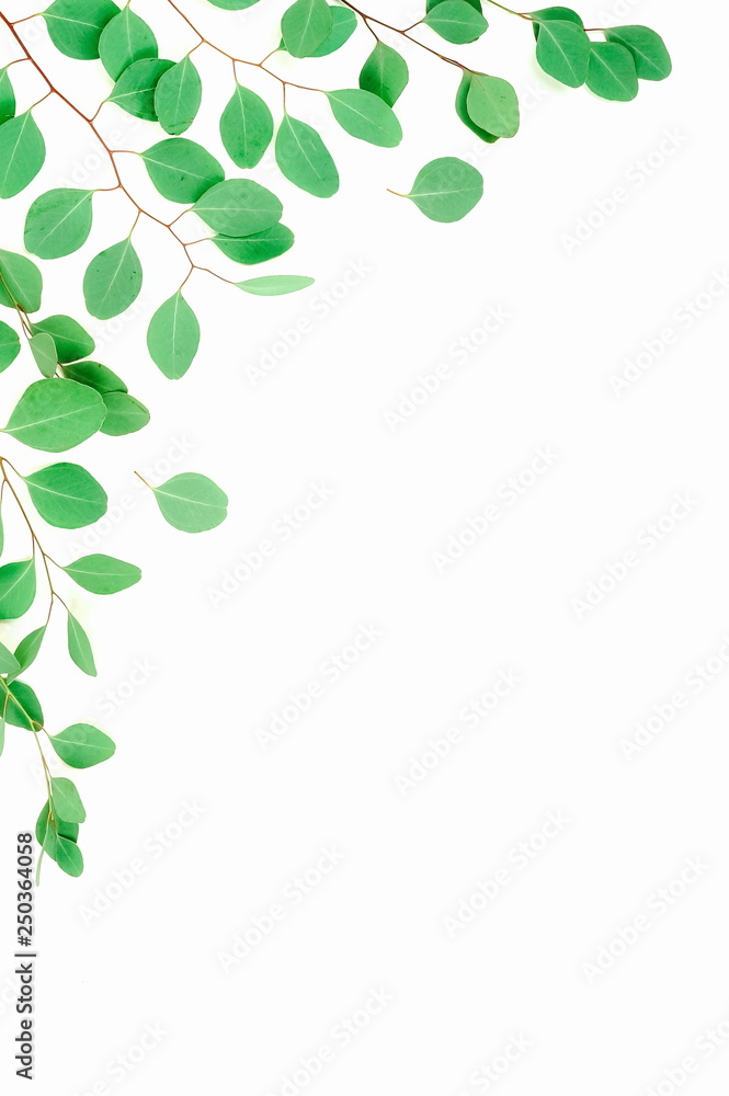 green eucalyptus branches herbs, leaves, plants frame border on white background top view. copy space. flat lay green eucalyptus branches herbs, leaves, plants frame border on white background top view. copy space. flat lay