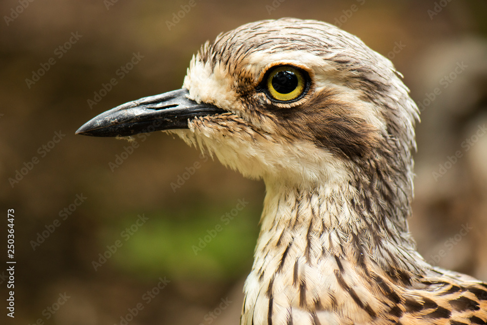 Close up of a Bush Stone-Curlew Close up of a Bush Stone-Curlew