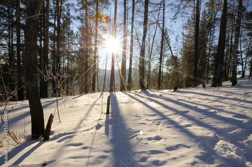 Long shadows of trees on the snow in the winter forest in Stolby Nature Sanctuary in Krasnoyarsk, Siberia, Russia