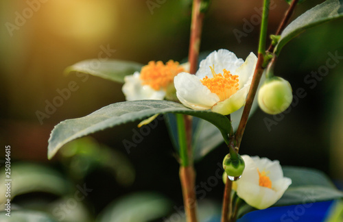 flower of green tea tree in farm 