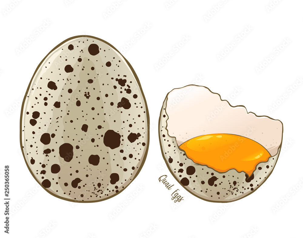 Quail Eggs Hand Drawn Illustration