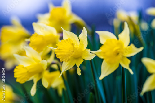 Daffodils, early spring bloom, blue sky, green blades