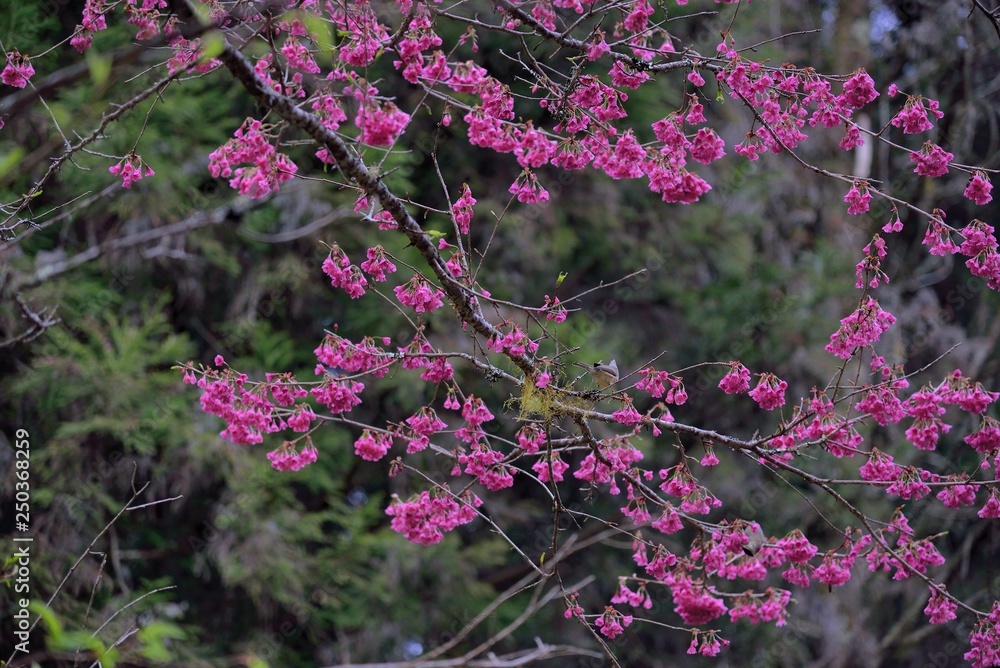 Blooming Taiwan Cherry Blossoms (Prunus campanulata Maxim) in Shei-Pa National Park, Taiwan
