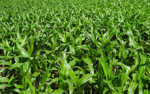 Corn plant, Thrive in a field of corn. © singjai