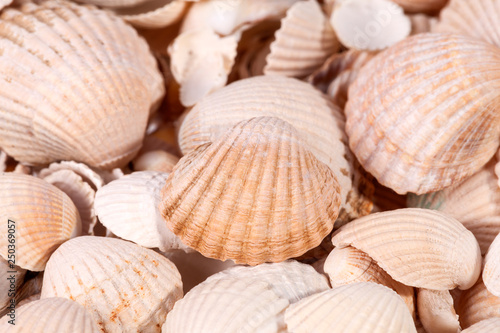 Background of collection of various sea shells , close up