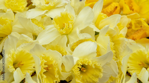 Yellow flowers daffodils. Flower background. Lovely spring background with yellow daffodils flowers. Solid festive floral background. Selective focus.