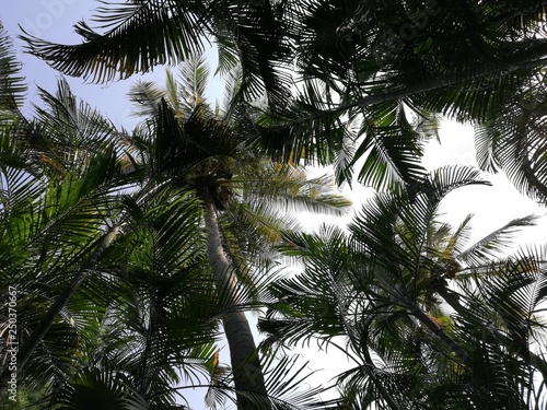 Coconut tree Jungle