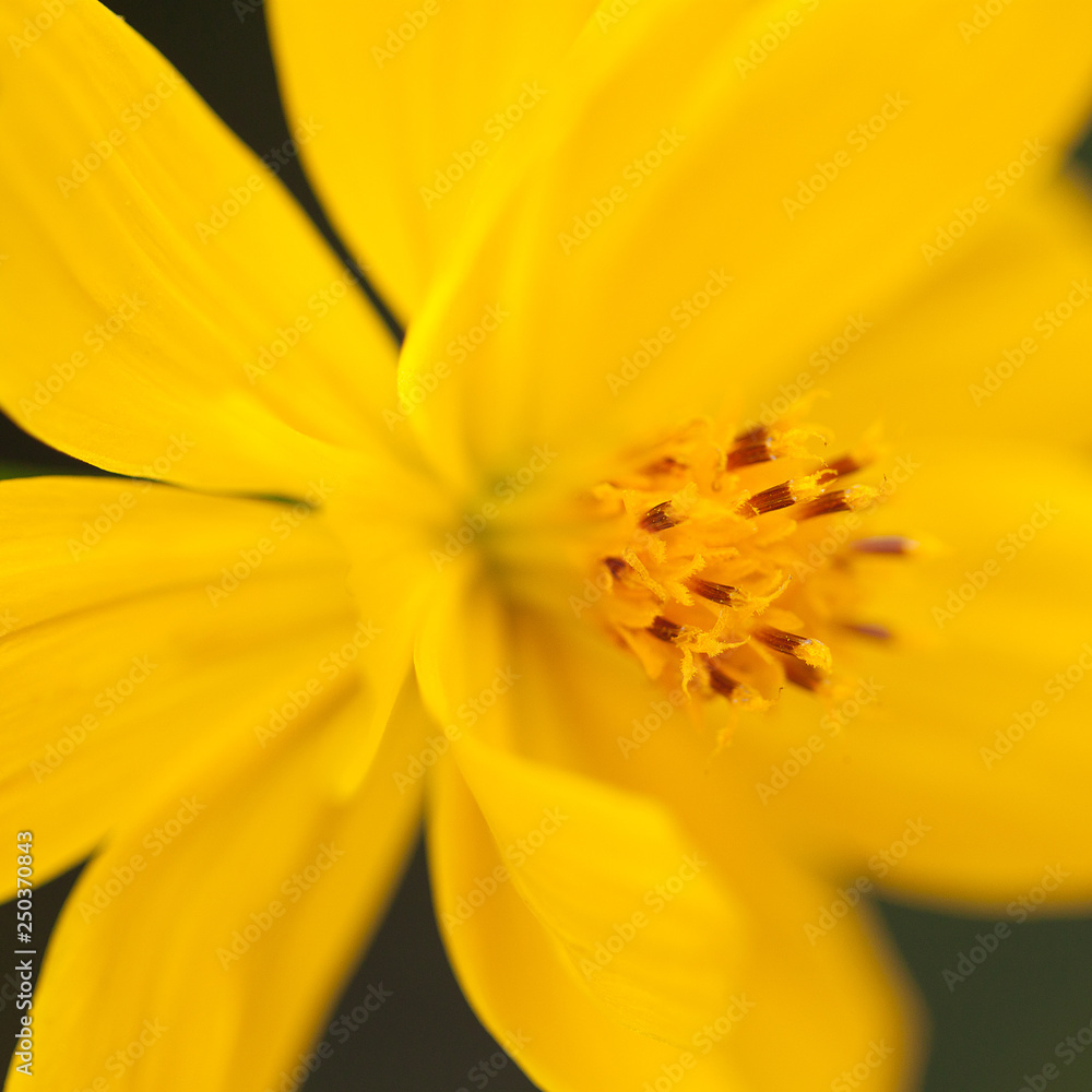 bright beautiful flower with delicate yellow petals bright beautiful flower with delicate yellow petals