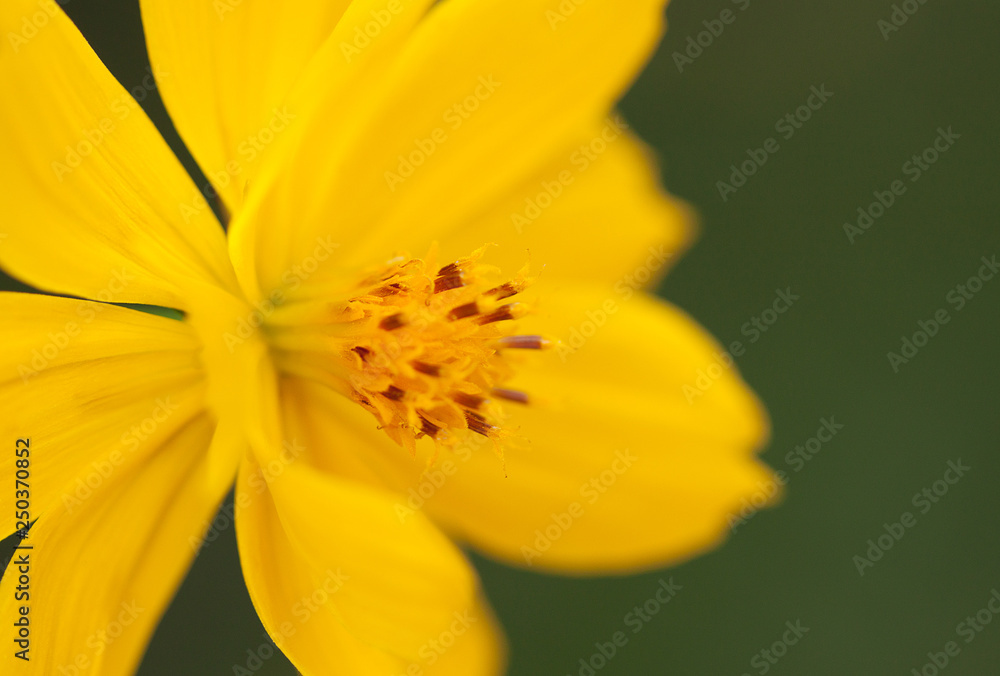 bright beautiful flower with delicate yellow petals bright beautiful flower with delicate yellow petals