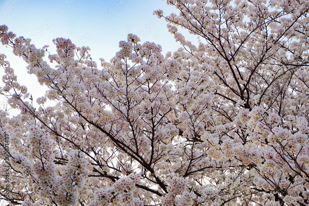 Cherry Blossom. 桜 Shot at Takaoka Old castle park in Toyama prefecture. 富山県高岡古城公園で撮影 Cherry Blossom. 桜 Shot at Takaoka Old castle park in Toyama prefecture. 富山県高岡古城公園で撮影