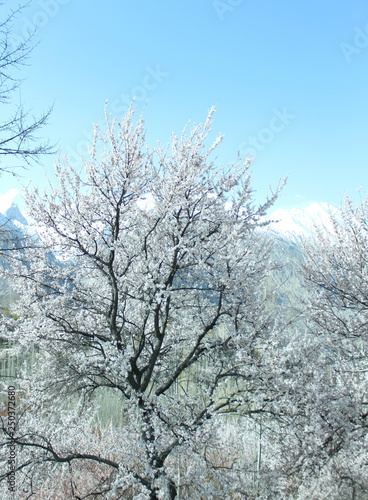 Winter natural view of winter frosty trees. Snowy winter landscape.