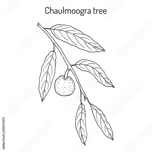 Chaulmoogra tree Hydnocarpus anthelminticus , medicinal plant