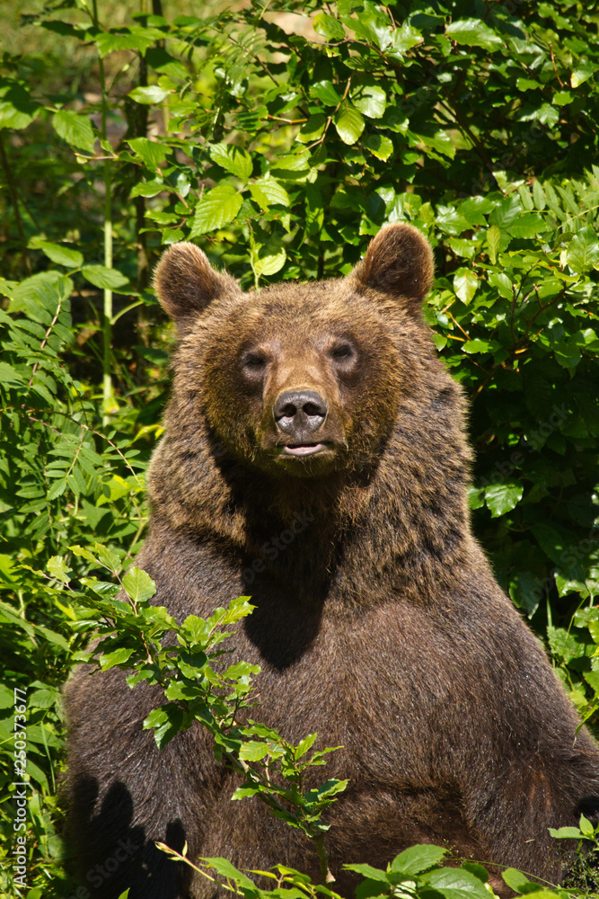 Braunbär (Ursus arctos) Braunbär (Ursus arctos)