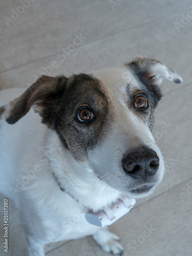 aufmerksamer Hund photo