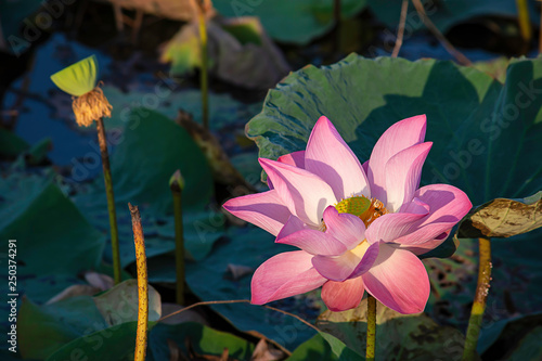 The beauty of the Pink Lotus Bloom in ponds