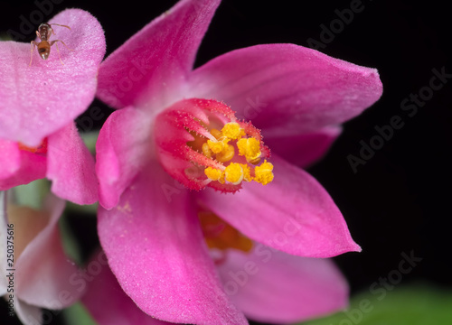 Macro Photo of Pink Flower with Yellow Pollen Isolated on Black Background  Selective Focus