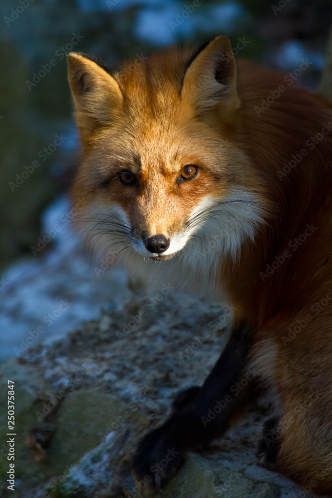 Fototapeta premium Rotfuchs (Vulpes vulpes)