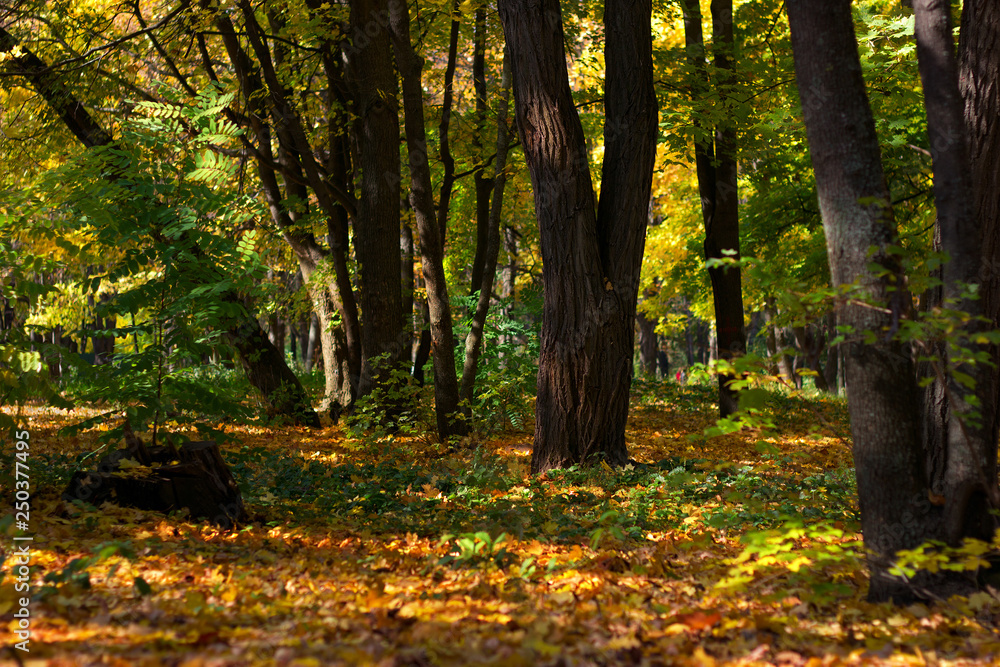 Autumn Park