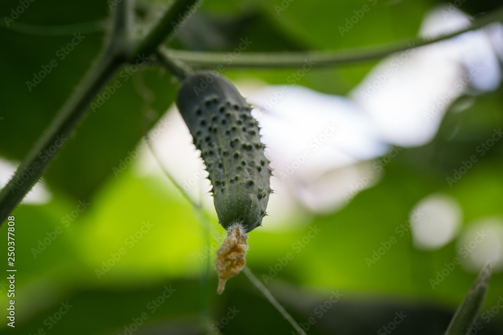 Green cucumber hanging in a greenhouse close-up Green cucumber hanging in a greenhouse close-up