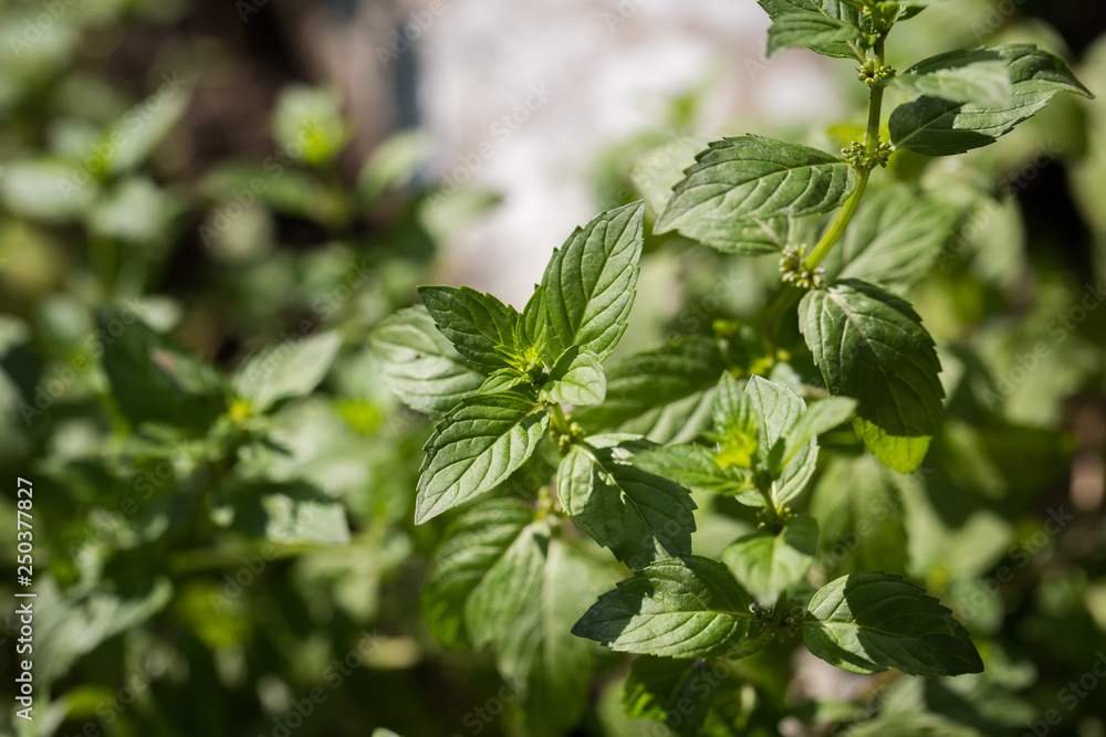 Juicy mint leaves close-up. Photographed on a sunny afternoon Juicy mint leaves close-up. Photographed on a sunny afternoon