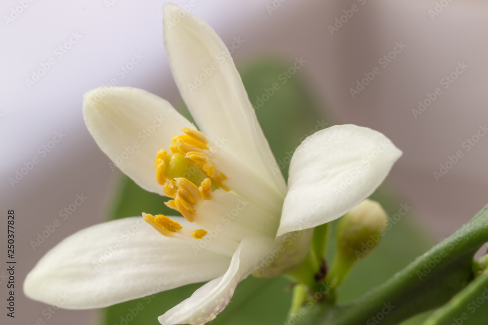 Delicate white with a purple-pink shade flower of citrus plant Meyer lemon, C. meyeri. Citrus blossom example. Close-up with selective focus, macro. Indoor citrus tree growing Delicate white with a purple-pink shade flower of citrus plant Meyer lemon, C. meyeri. Citrus blossom example. Close-up with selective focus, macro. Indoor citrus tree growing