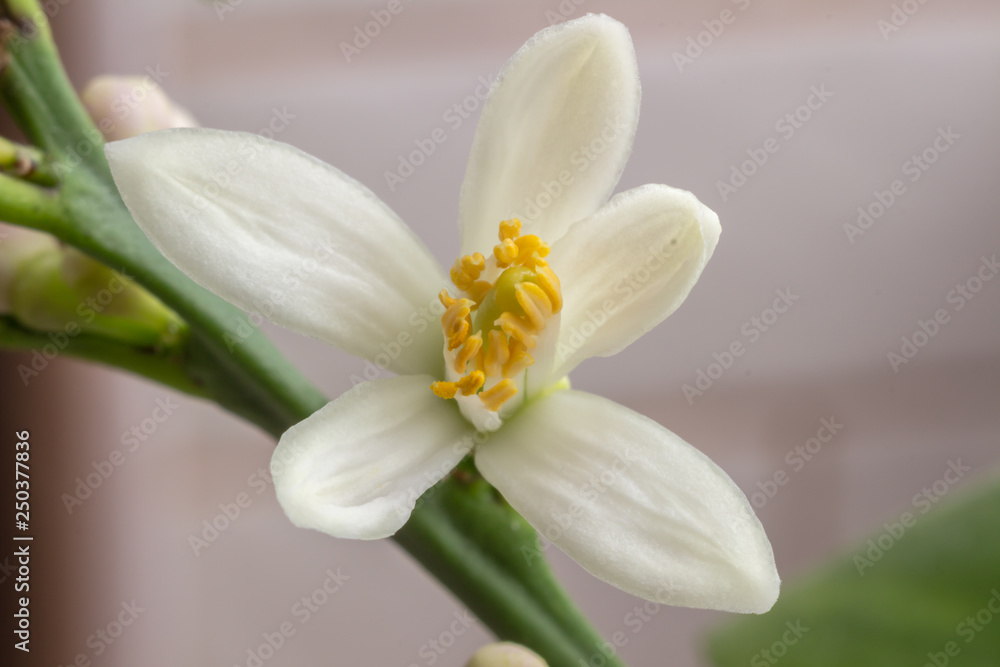Delicate white with a purple-pink shade flower of citrus plant Meyer lemon, C. meyeri. Citrus blossom example. Close-up with selective focus, macro. Indoor citrus tree growing Delicate white with a purple-pink shade flower of citrus plant Meyer lemon, C. meyeri. Citrus blossom example. Close-up with selective focus, macro. Indoor citrus tree growing