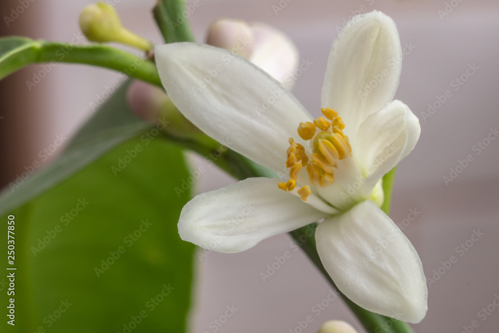 Delicate white with a purple-pink shade flower of citrus plant Meyer lemon, C. meyeri. Citrus blossom example. Close-up with selective focus, macro. Indoor citrus tree growing Delicate white with a purple-pink shade flower of citrus plant Meyer lemon, C. meyeri. Citrus blossom example. Close-up with selective focus, macro. Indoor citrus tree growing