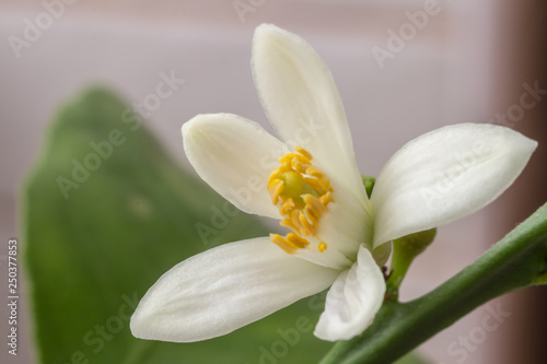 Delicate white with a purple-pink shade flower of citrus plant Meyer lemon  C. meyeri. Citrus blossom example. Close-up with selective focus  macro. Indoor citrus tree growing